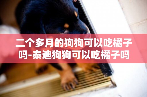 二個多月的狗狗可以吃橘子嗎-泰迪狗狗可以吃橘子嗎