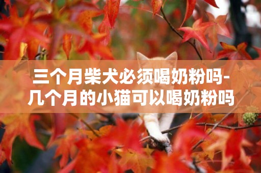 三個月柴犬必須喝奶粉嗎-幾個月的小貓可以喝奶粉嗎