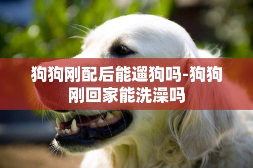 狗狗剛配后能遛狗嗎-狗狗剛回家能洗澡嗎
