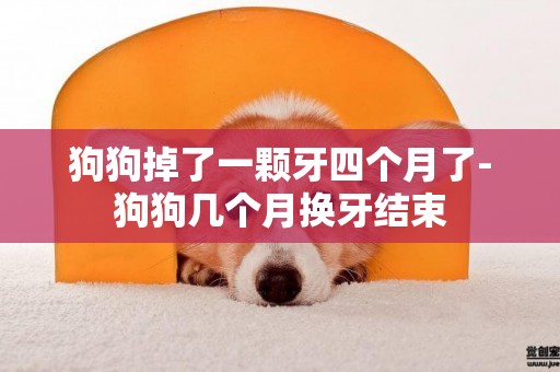 狗狗掉了一顆牙四個月了-狗狗幾個月換牙結束