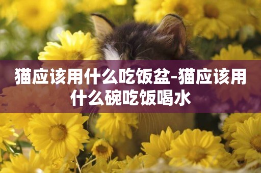 貓應該用什么吃飯盆-貓應該用什么碗吃飯喝水