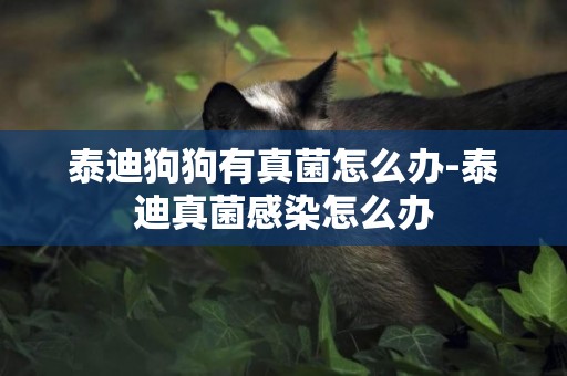 泰迪狗狗有真菌怎么辦-泰迪真菌感染怎么辦