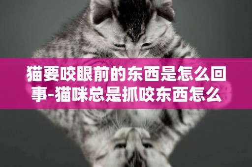 貓要咬眼前的東西是怎么回事-貓咪總是抓咬東西怎么辦