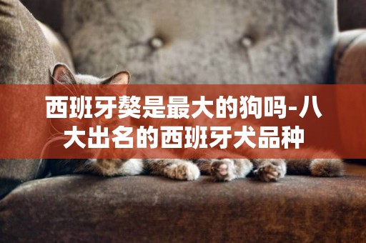 西班牙獒是最大的狗嗎-八大出名的西班牙犬品種
