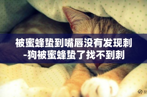 被蜜蜂蟄到嘴唇沒有發現刺-狗被蜜蜂蟄了找不到刺