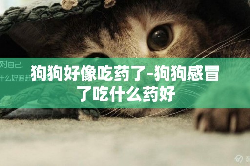 狗狗好像吃藥了-狗狗感冒了吃什么藥好