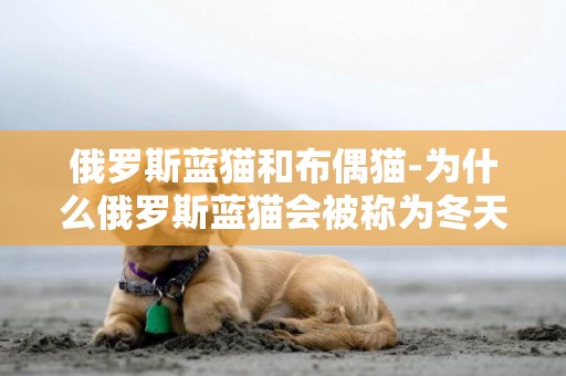 俄羅斯藍貓和布偶貓-為什么俄羅斯藍貓會被稱為冬天的精靈