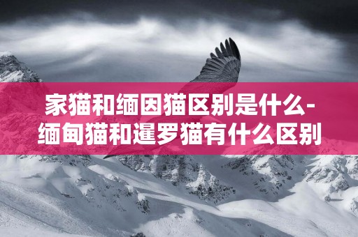 家貓和緬因貓區別是什么-緬甸貓和暹羅貓有什么區別