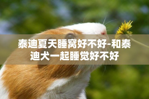 泰迪夏天睡窩好不好-和泰迪犬一起睡覺好不好