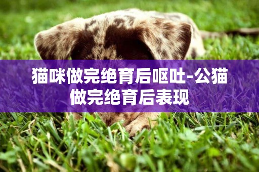 貓咪做完絕育后嘔吐-公貓做完絕育后表現