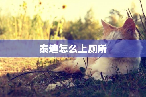 泰迪怎么上廁所
