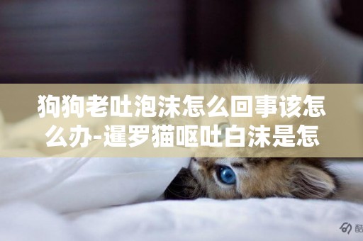 狗狗老吐泡沫怎么回事該怎么辦-暹羅貓嘔吐白沫是怎么回事