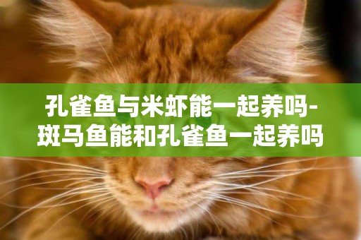 孔雀魚與米蝦能一起養嗎-斑馬魚能和孔雀魚一起養嗎
