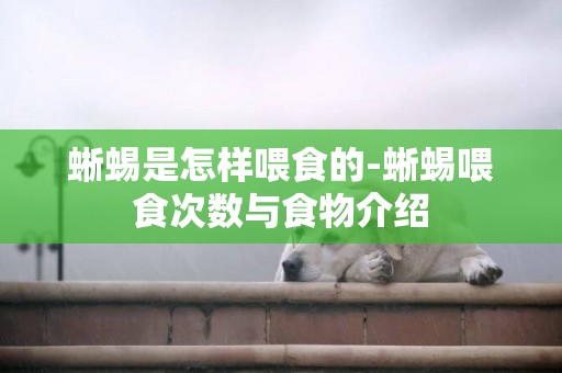 蜥蜴是怎樣喂食的-蜥蜴喂食次數與食物介紹