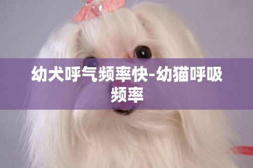 幼犬呼氣頻率快-幼貓呼吸頻率