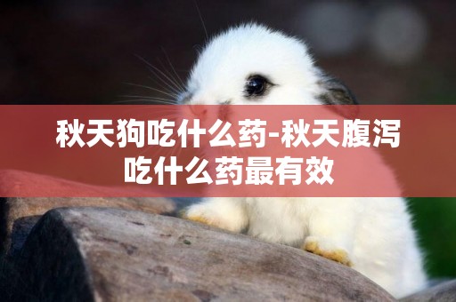 秋天狗吃什么藥-秋天腹瀉吃什么藥最有效
