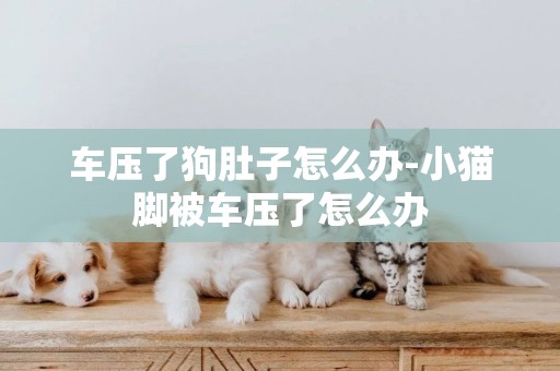 車壓了狗肚子怎么辦-小貓腳被車壓了怎么辦