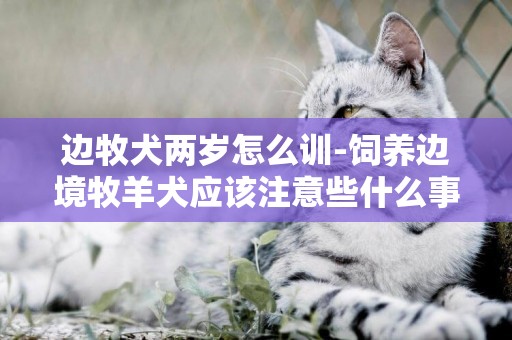 邊牧犬兩歲怎么訓-飼養邊境牧羊犬應該注意些什么事項