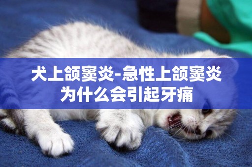 犬上頜竇炎-急性上頜竇炎為什么會引起牙痛