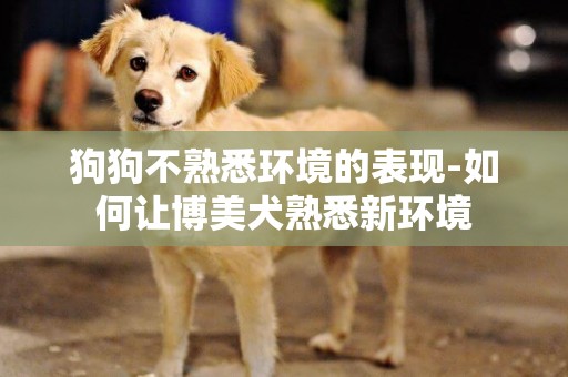 狗狗不熟悉環境的表現-如何讓博美犬熟悉新環境
