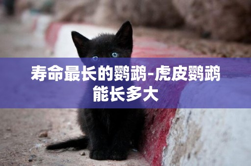 壽命最長的鸚鵡-虎皮鸚鵡能長多大