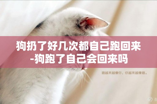 狗扔了好幾次都自己跑回來-狗跑了自己會回來嗎