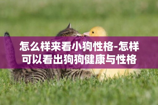 怎么樣來看小狗性格-怎樣可以看出狗狗健康與性格