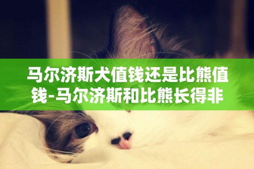 馬爾濟斯犬值錢還是比熊值錢-馬爾濟斯和比熊長得非常像