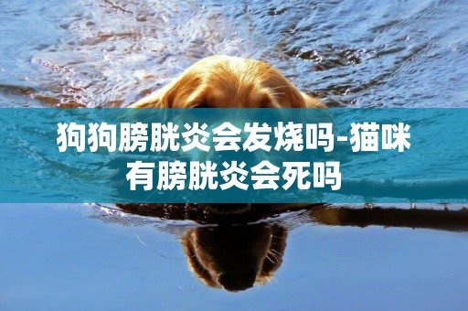 狗狗膀胱炎會發燒嗎-貓咪有膀胱炎會死嗎