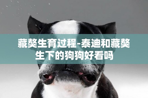 藏獒生育過程-泰迪和藏獒生下的狗狗好看嗎
