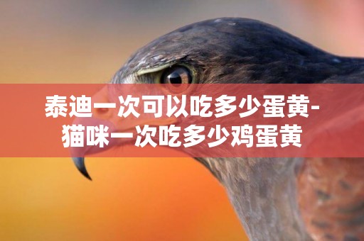 泰迪一次可以吃多少蛋黃-貓咪一次吃多少雞蛋黃