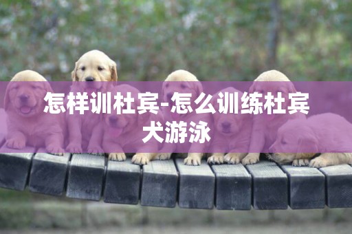 怎樣訓杜賓-怎么訓練杜賓犬游泳