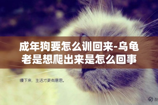 成年狗要怎么訓回來-烏龜老是想爬出來是怎么回事