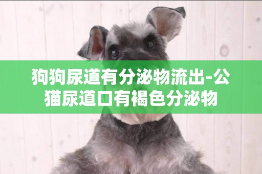 狗狗尿道有分泌物流出-公貓尿道口有褐色分泌物