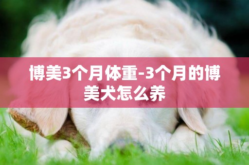 博美3個月體重-3個月的博美犬怎么養