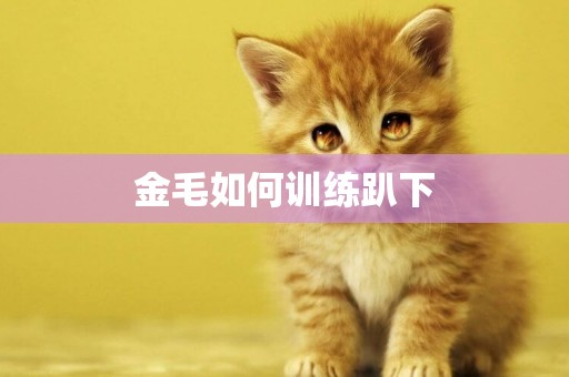 金毛如何訓練趴下
