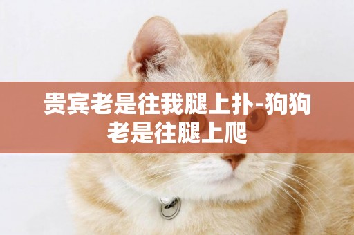 貴賓老是往我腿上撲-狗狗老是往腿上爬