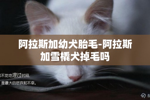 阿拉斯加幼犬胎毛-阿拉斯加雪橇犬掉毛嗎