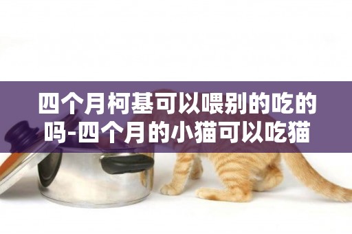 四個月柯基可以喂別的吃的嗎-四個月的小貓可以吃貓罐頭嗎