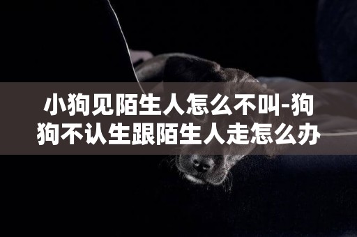 小狗見陌生人怎么不叫-狗狗不認生跟陌生人走怎么辦