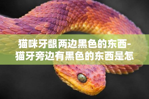 貓咪牙齦兩邊黑色的東西-貓牙旁邊有黑色的東西是怎么回事啊