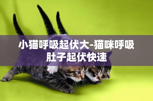 小貓呼吸起伏大-貓咪呼吸肚子起伏快速
