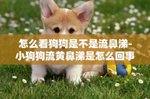 怎么看狗狗是不是流鼻涕-小狗狗流黃鼻涕是怎么回事