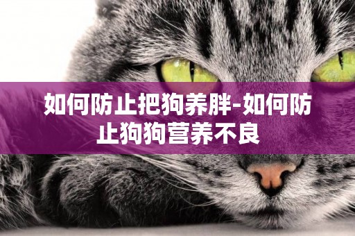 如何防止把狗養胖-如何防止狗狗營養不良