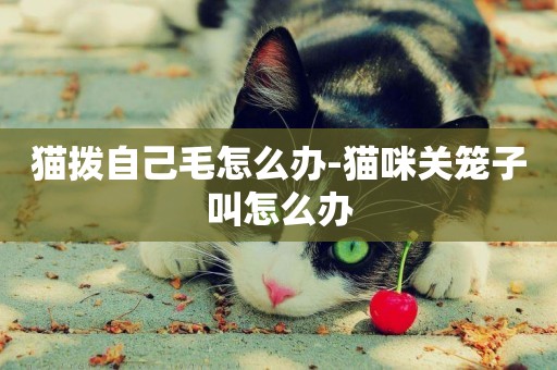 貓撥自己毛怎么辦-貓咪關籠子叫怎么辦