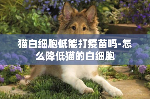 貓白細胞低能打疫苗嗎-怎么降低貓的白細胞