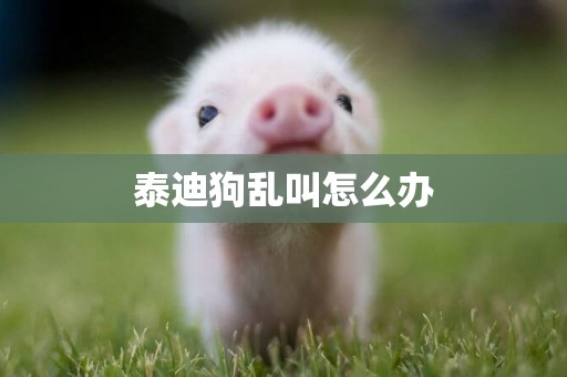 泰迪狗亂叫怎么辦