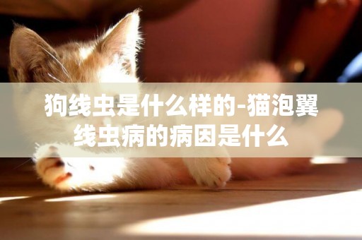 狗線蟲是什么樣的-貓泡翼線蟲病的病因是什么
