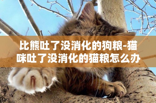 比熊吐了沒消化的狗糧-貓咪吐了沒消化的貓糧怎么辦