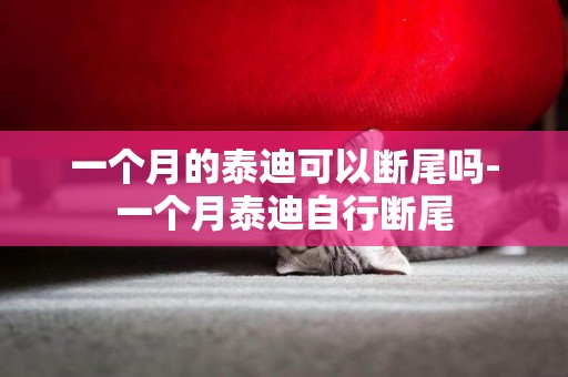 一個月的泰迪可以斷尾嗎-一個月泰迪自行斷尾